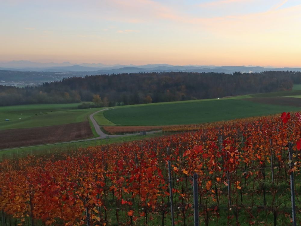 Reben und Alpenblick