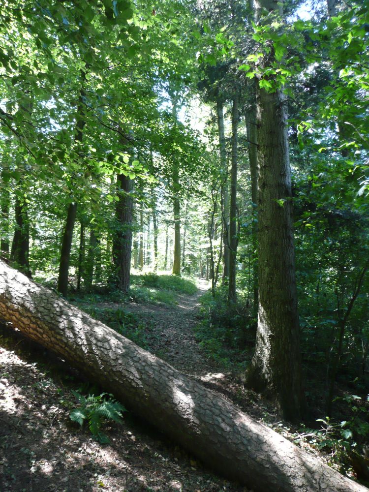 Waldpfad nach Mariatann