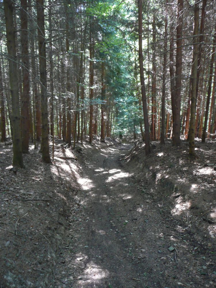 Waldweg im Gebiet Halde