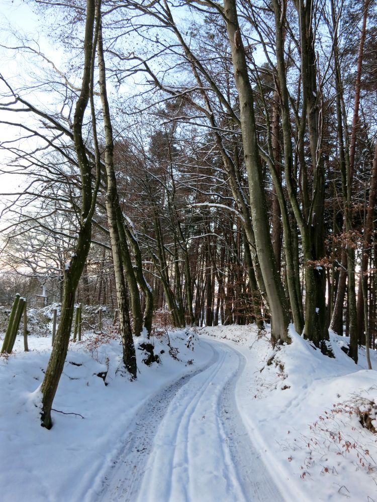 Forstweg bei Brand