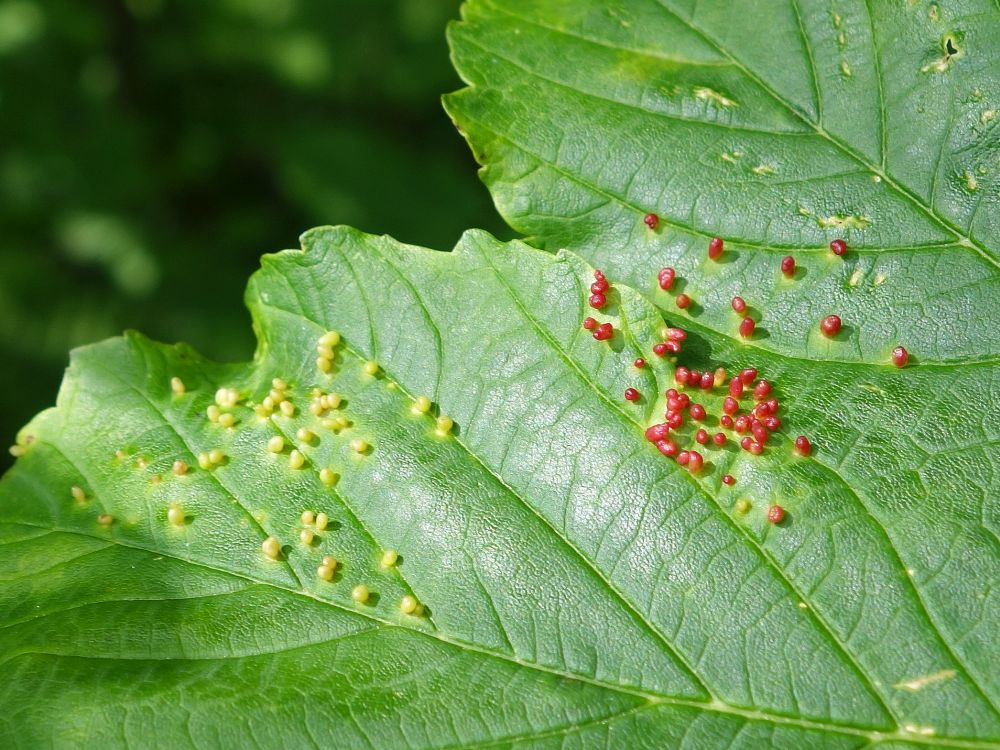 Insektennester