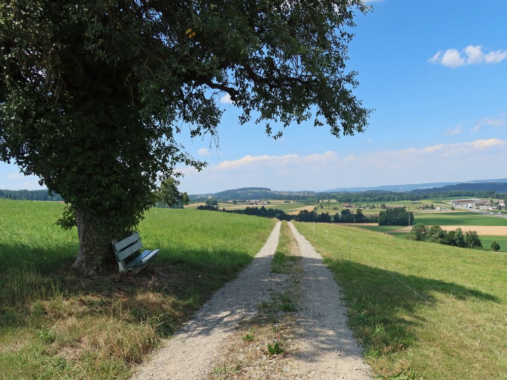 Sitzbank unterm Baum