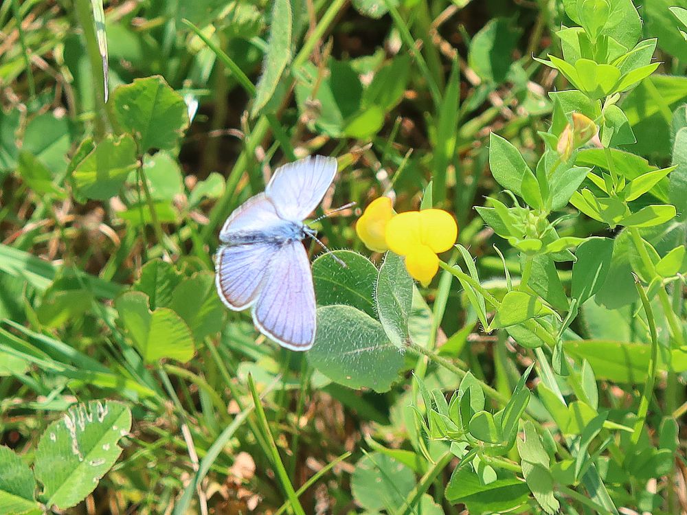 Schmetterling Bläuling