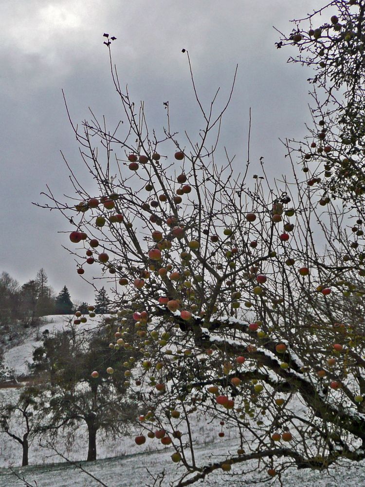 Weihnachtsäpfel