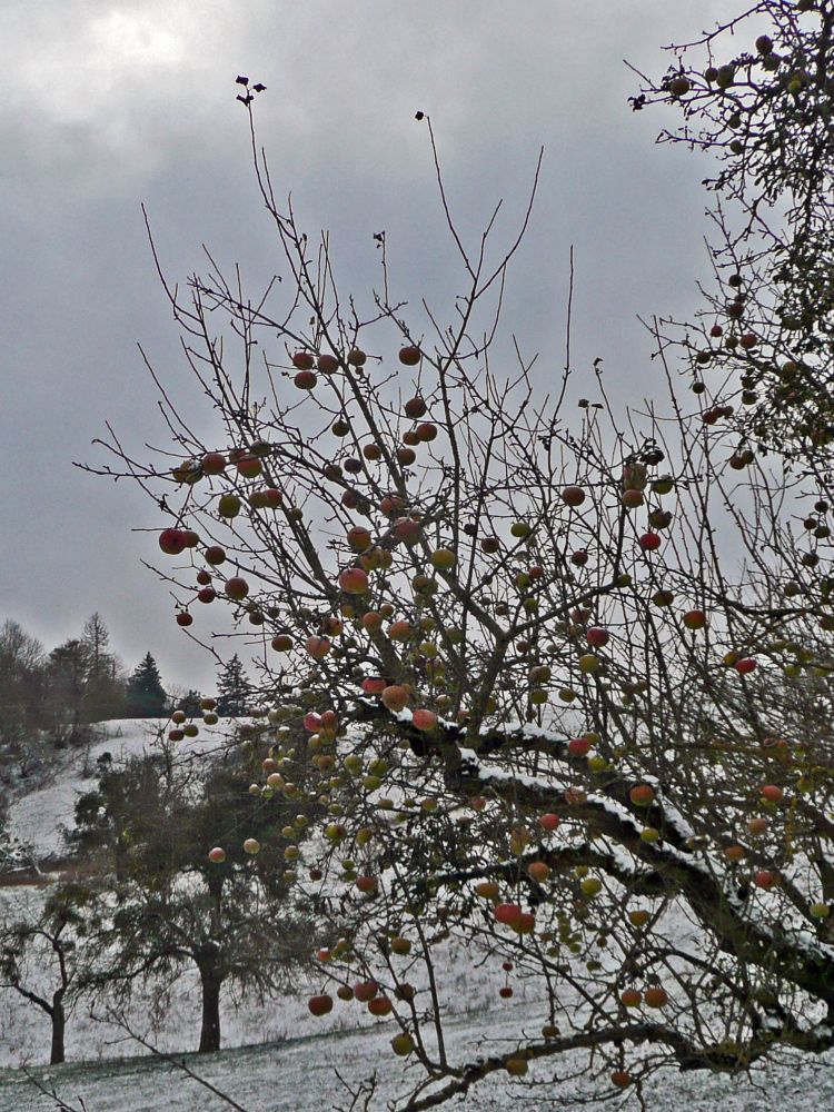 Weihnachtspfel