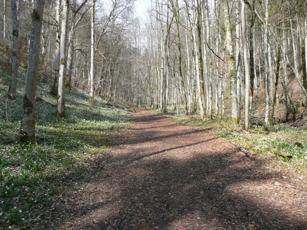 Wanderweg im Hintelestal