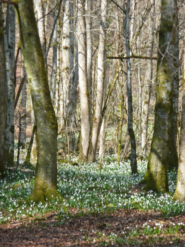 Märzenbecher (Leucojum vernum)
