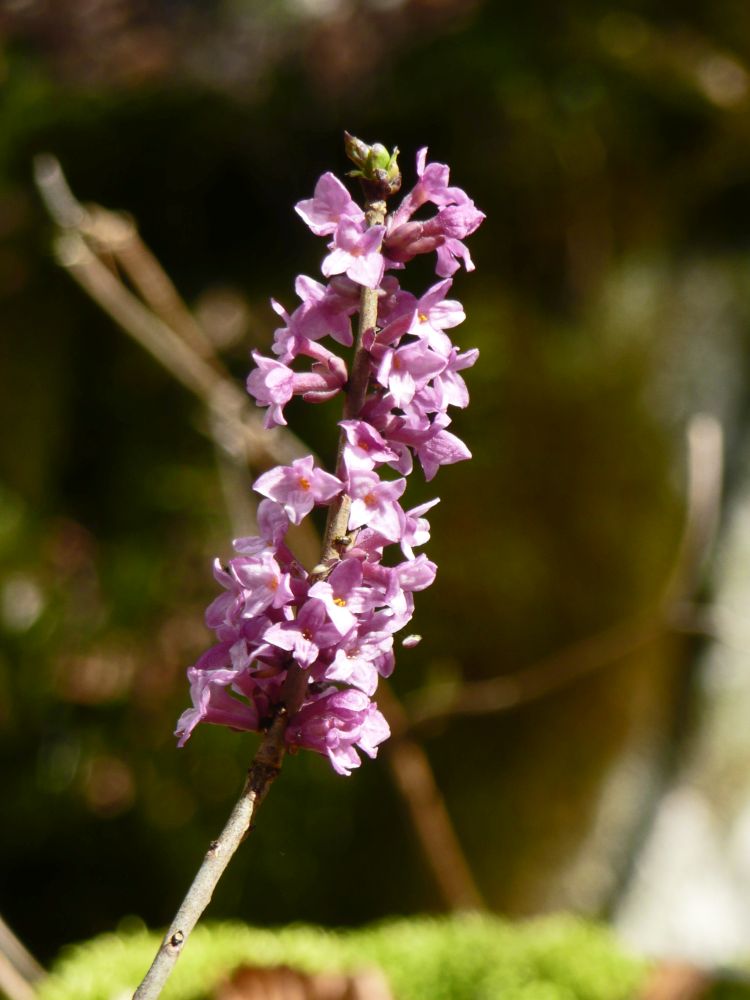 Seidelbast (Daphne mezereum)