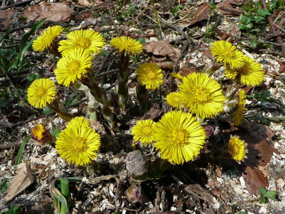 Huflatich (Tussilago farfara)