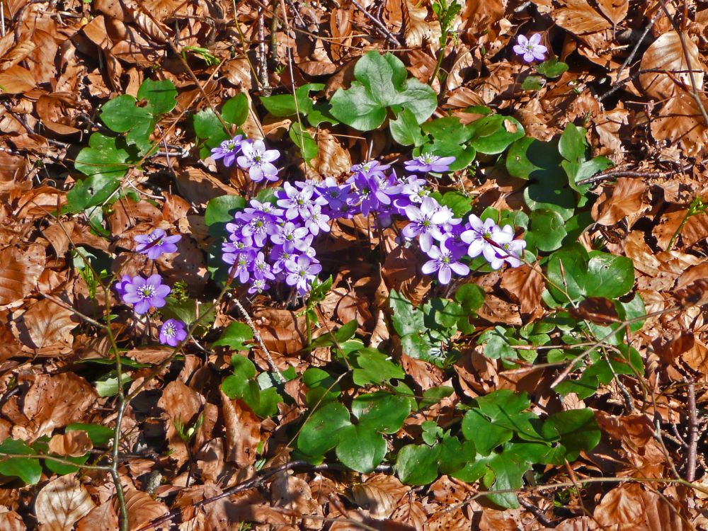 Leberblümchen (Hepatica nobilis)