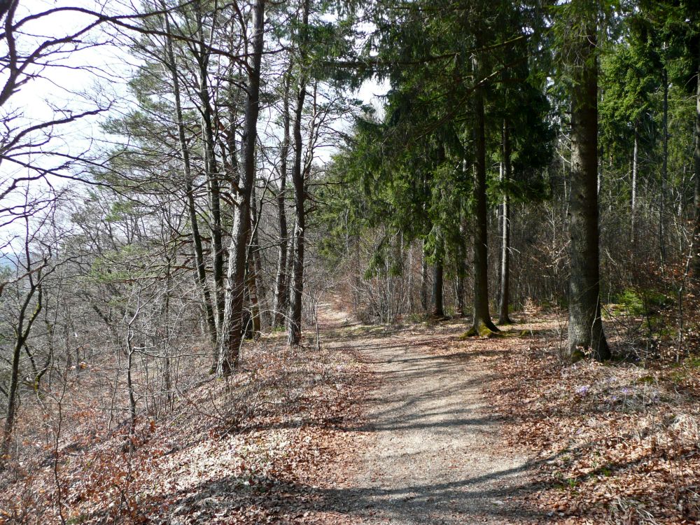 Pfad auf der Höhe