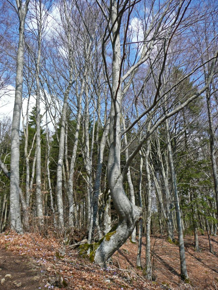 Laubwald ohne Blätter