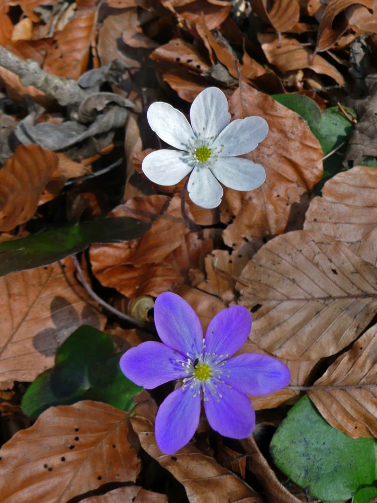 Leberblümchen
