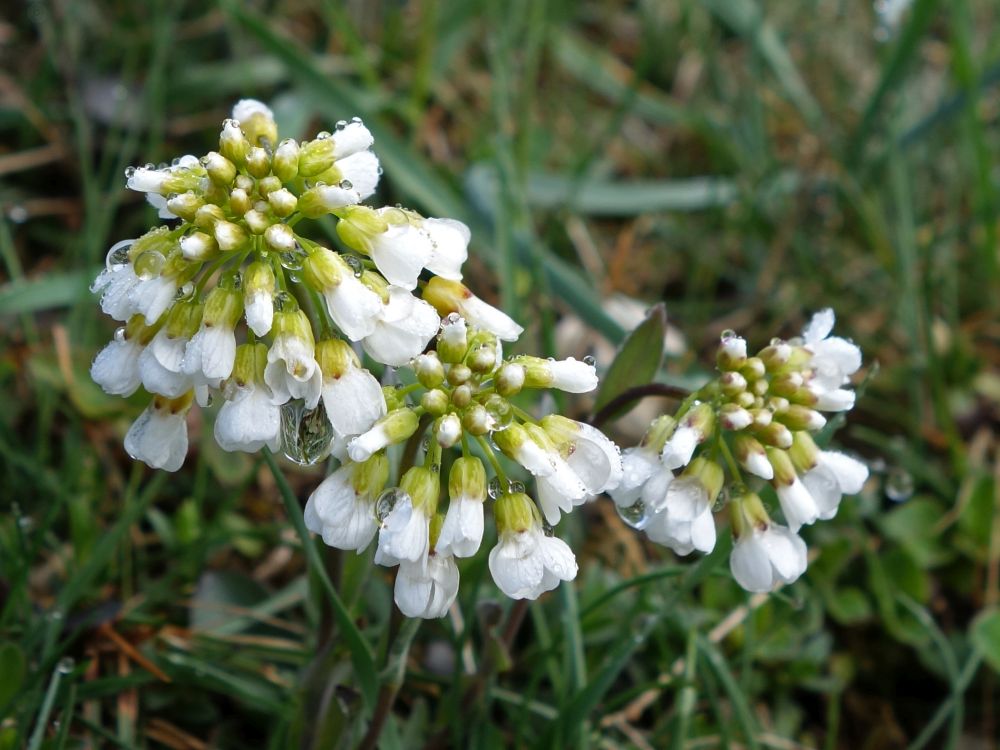 Wiesenschaumkraut