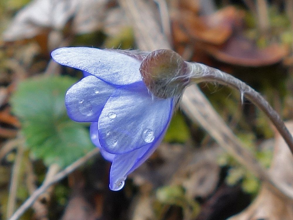 Leberblümchen