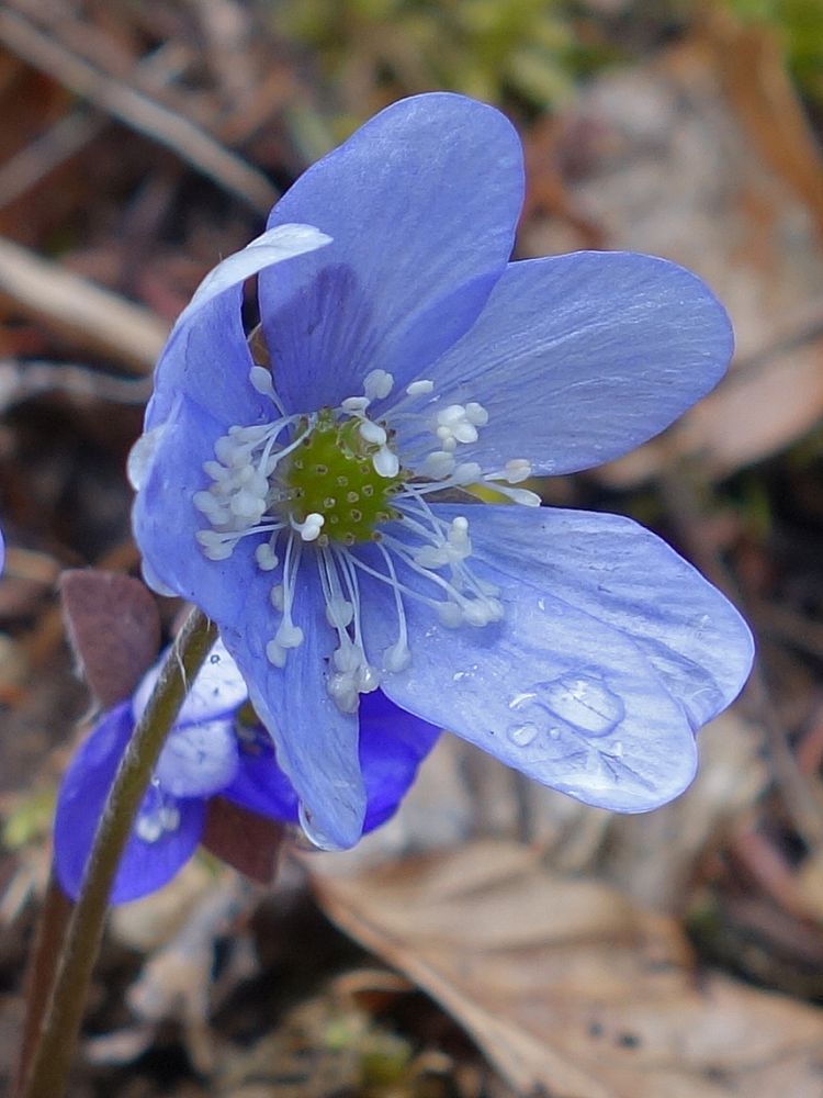 Leberblümchen