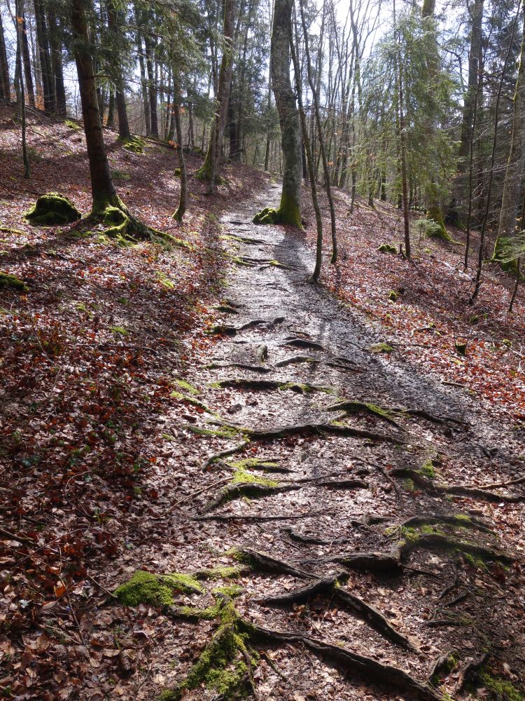 Weg zur Kolbinger Höhle