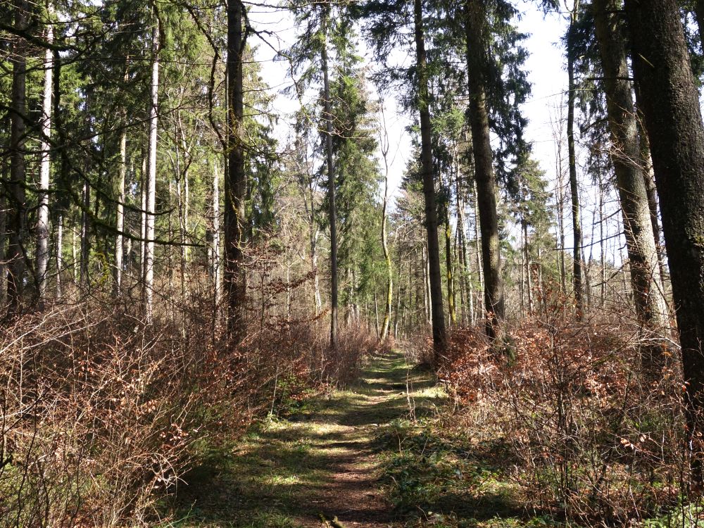 Waldweg zum Gansnest