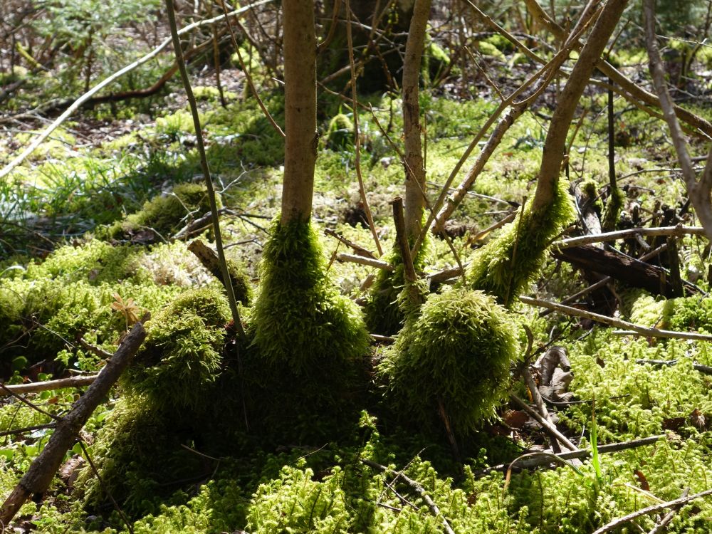 Mossstrümpfe