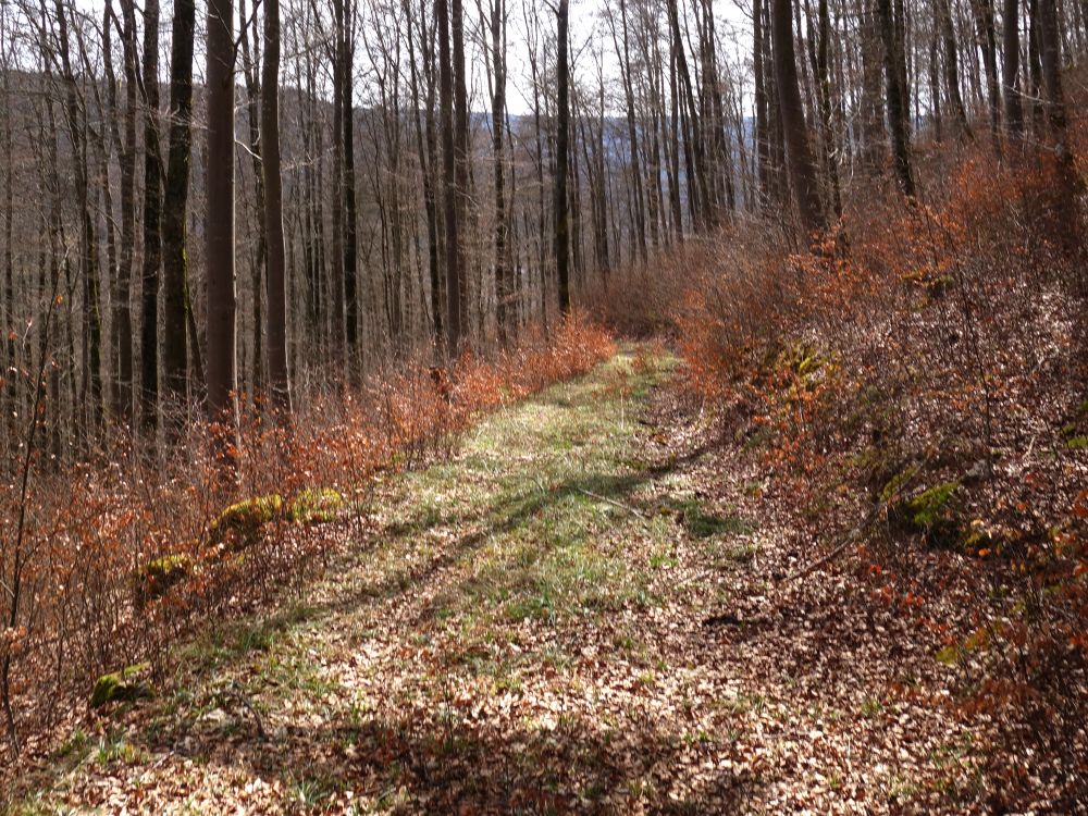 Waldweg unterm Gansnest