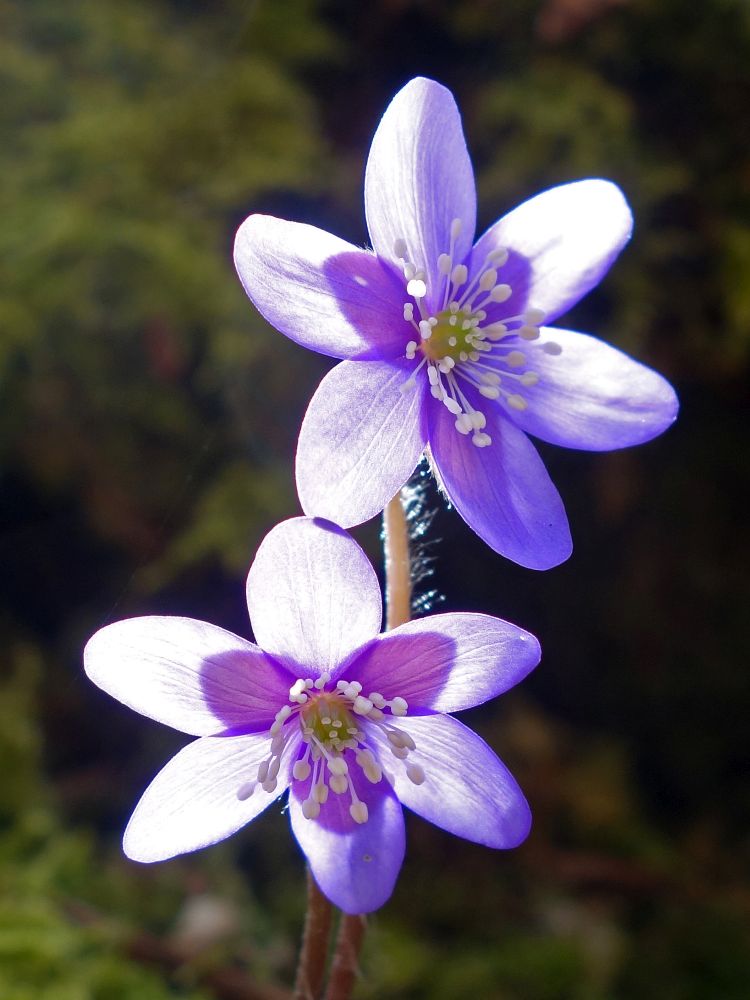 Leberblümchen