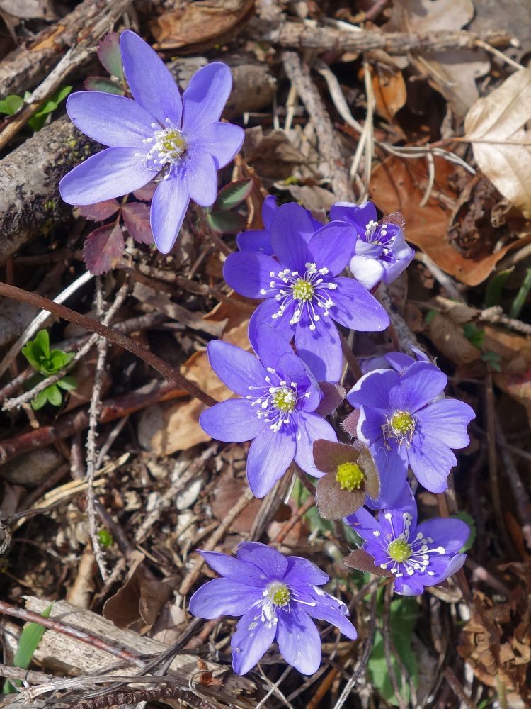 Leberblümchen