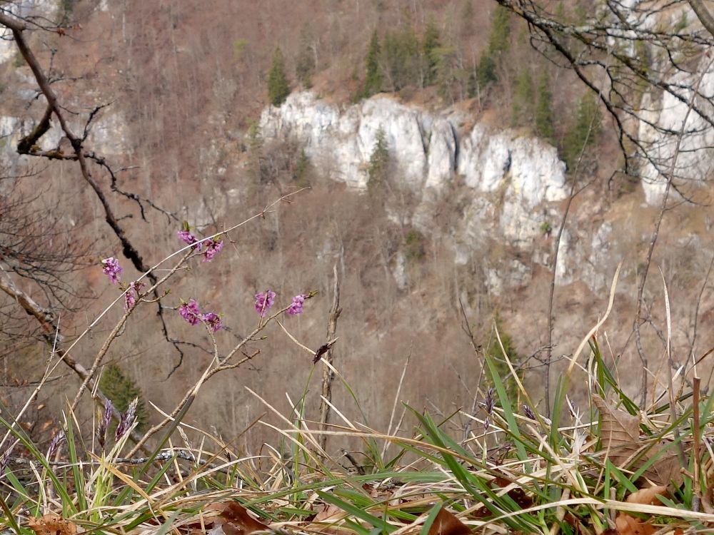 Seidelbast am Lochfelsen