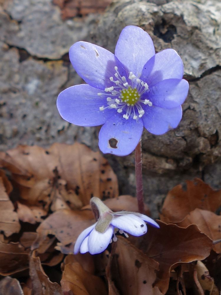 Leberblümchen