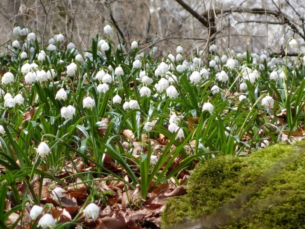 Märzenbecher