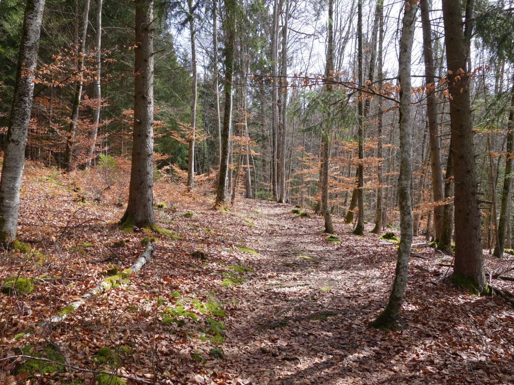 Waldweg