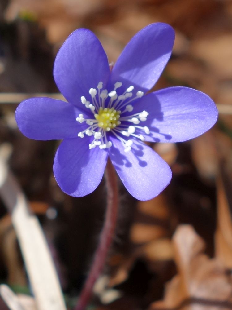 Leberblümchen