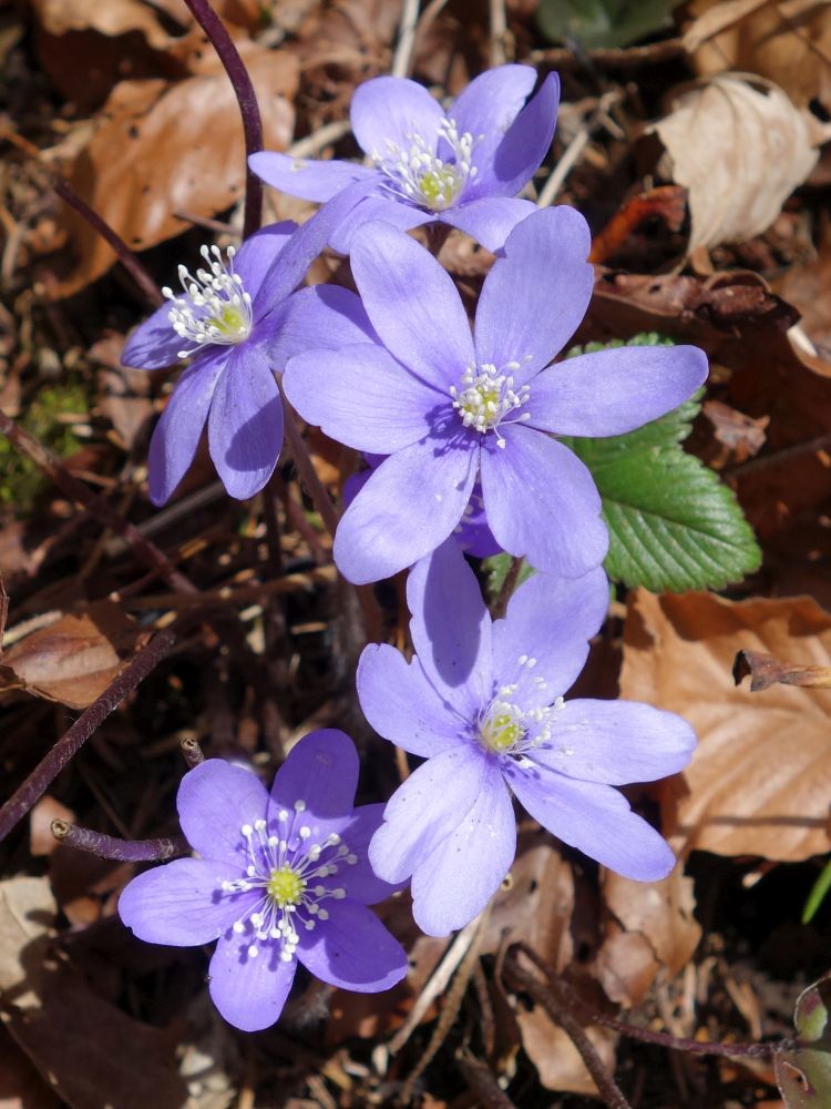 Leberblümchen