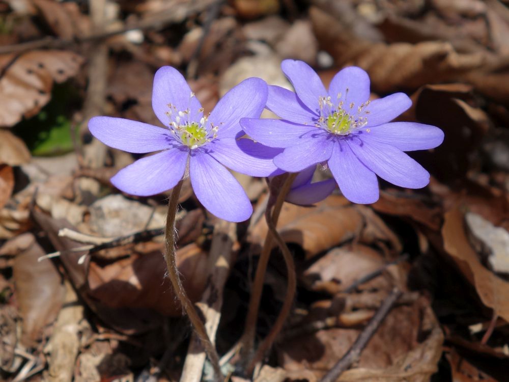 Leberblümchen