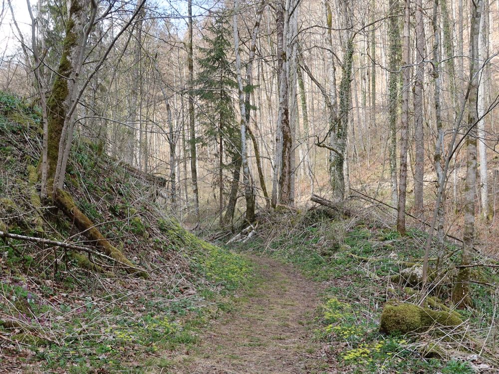 Pfad im Hintelestal