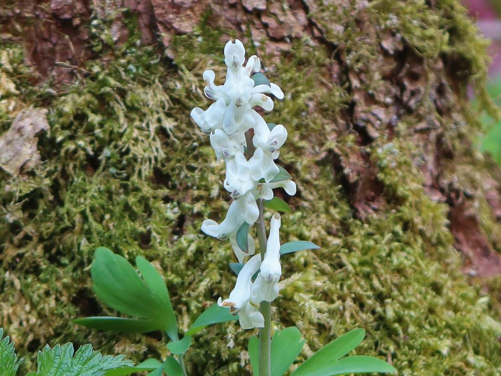 Lerchensporn