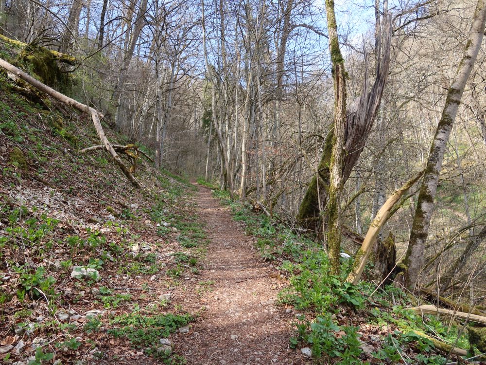 Pfad im Hintelestal
