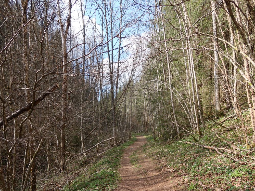 Pfad im Hintelestal