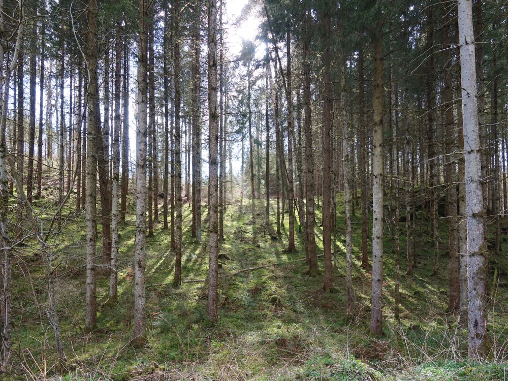Wald