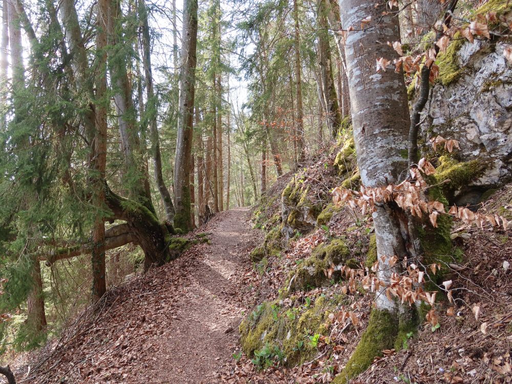 Waldpfad