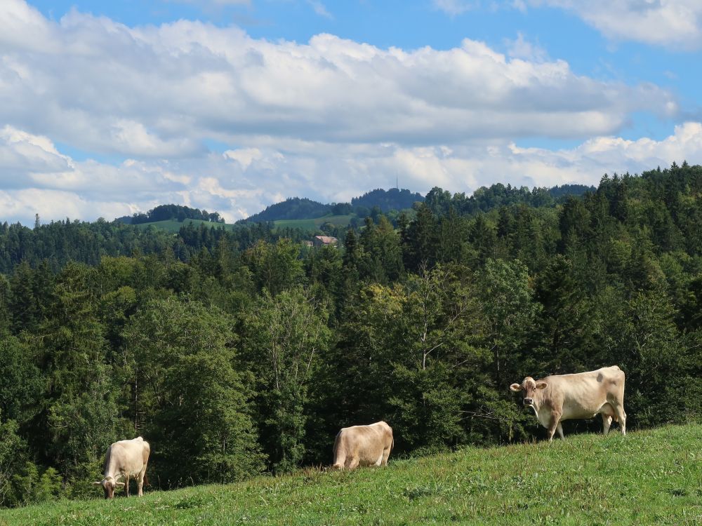 Kühe und Hörnli