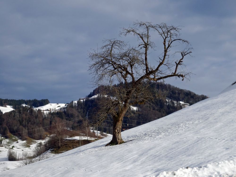 dürrer Baum