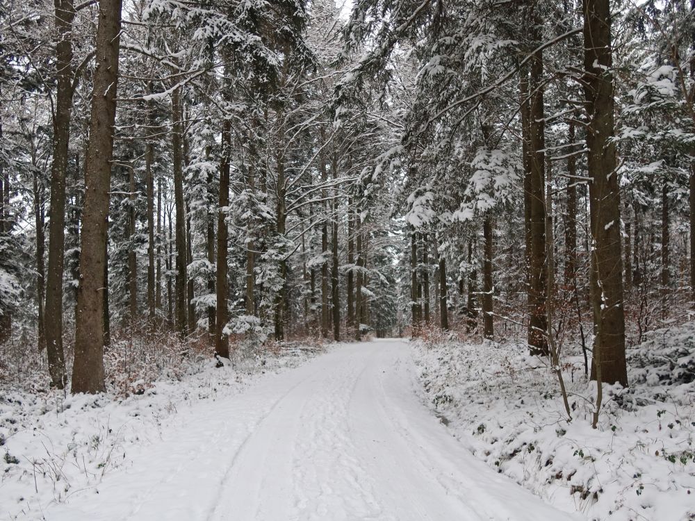 verschneiter Waldweg