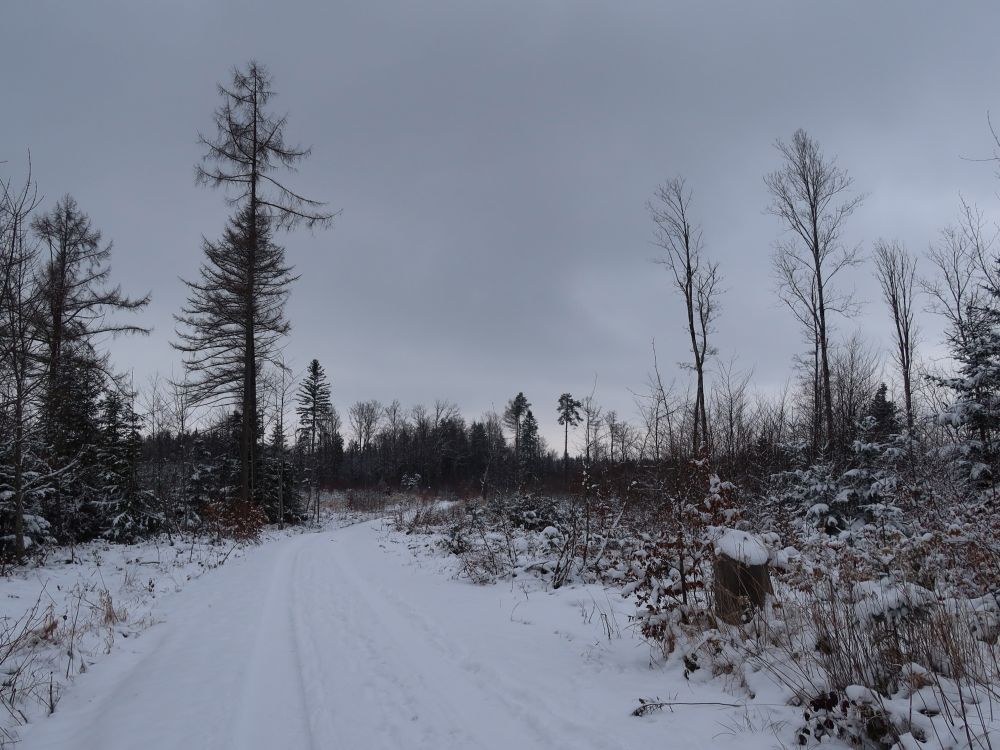 Lärche im Winterwald