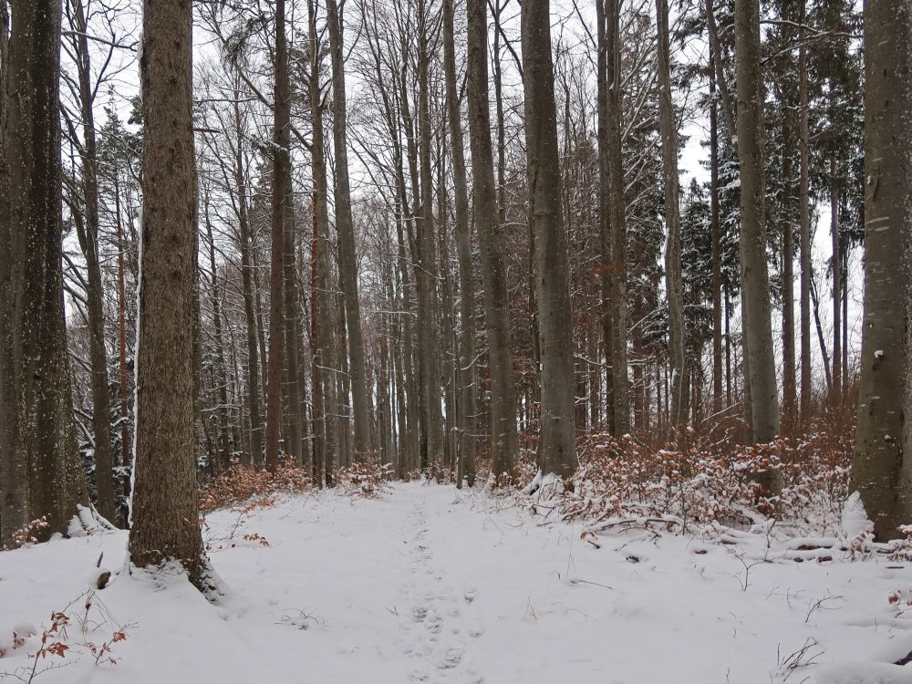 verschneiter Waldpfad