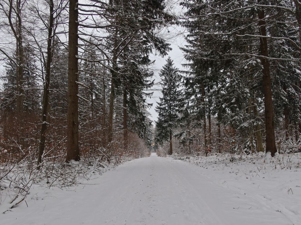 verschneiter Waldweg