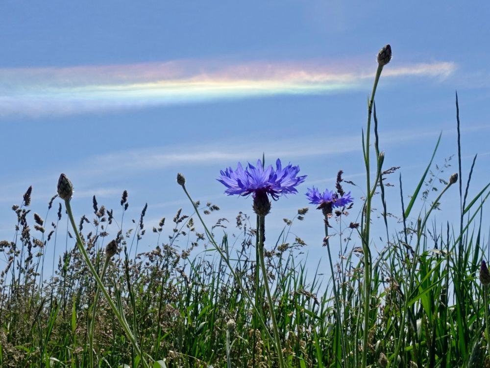 Blüte und Regenbogenfarben