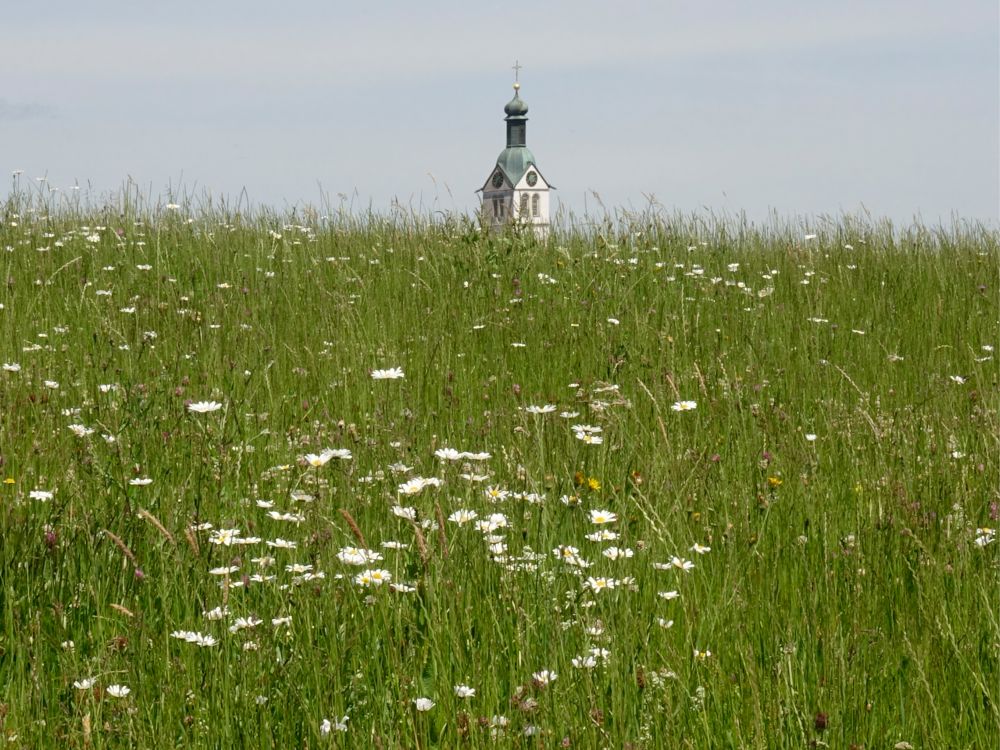 Kirchturmspitze über Blumenwiese