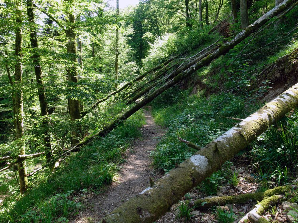 Waldpfad mit Hindernissen