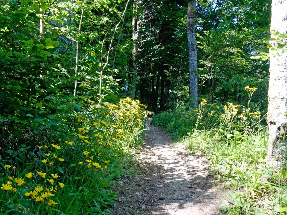 Waldweg