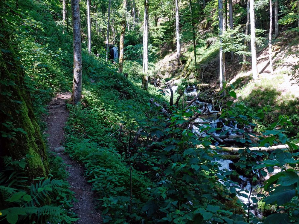 Albsteig und Höllbach